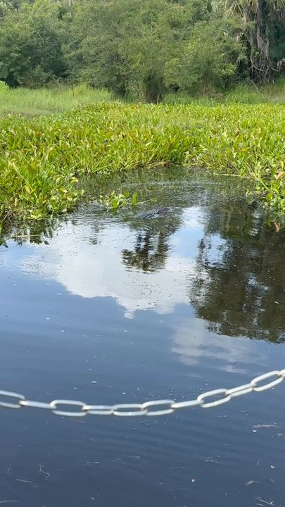 Peace River Airboat Tours - Tours Near Me - Arcadia, Florida