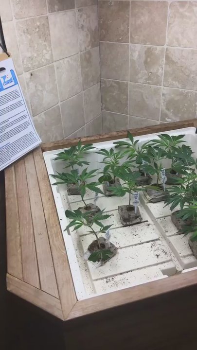 L'Eagle Services - Cannabis Dispensaries Near Me - Denver, Colorado