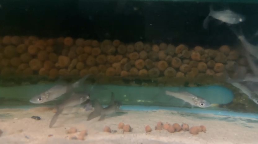 Siamese giant carp ( ka hor barb )