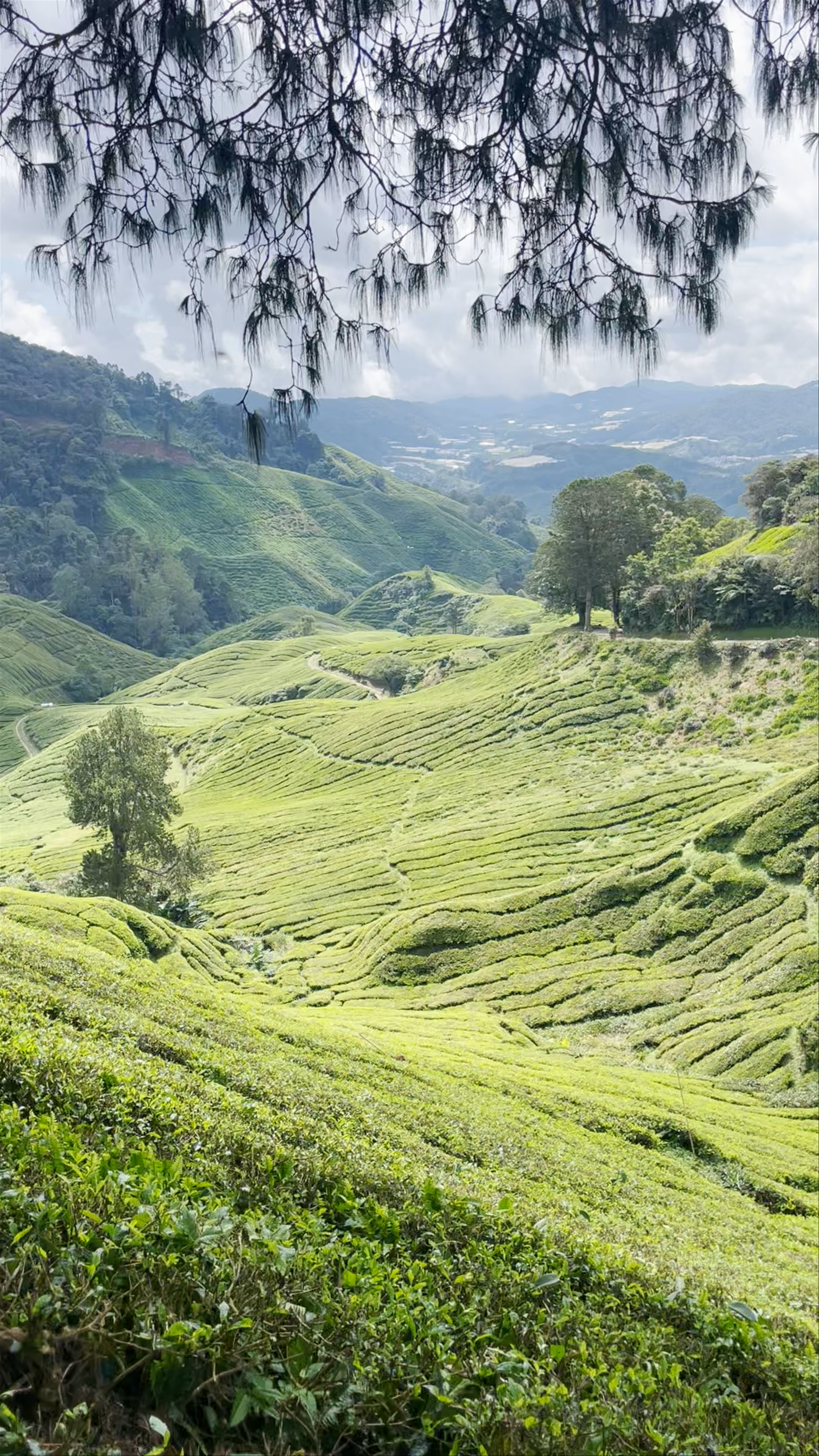 Boh Tea Plantation: Lush Hills and Serene Tea Trails in Pahang, Malaysia