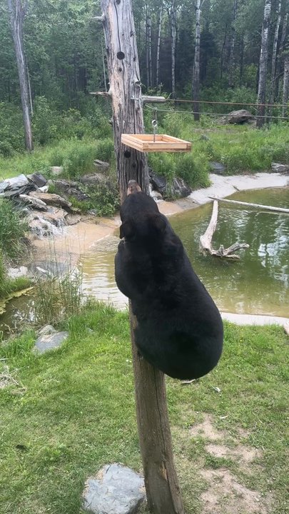 North American Bear Center - Zoos Near Me - Ely, Minnesota