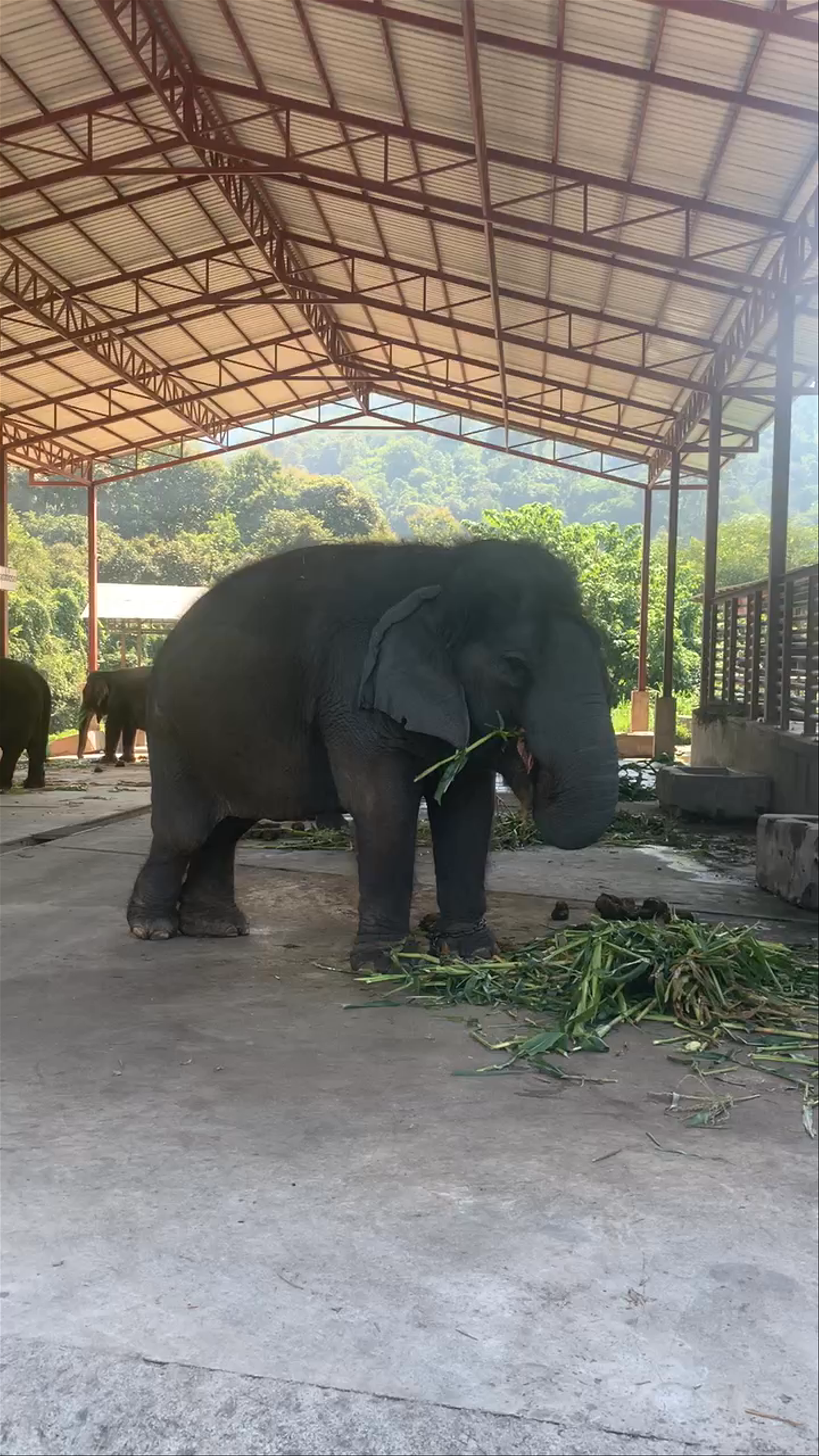 Maetaeng Elephant Park & Clinic