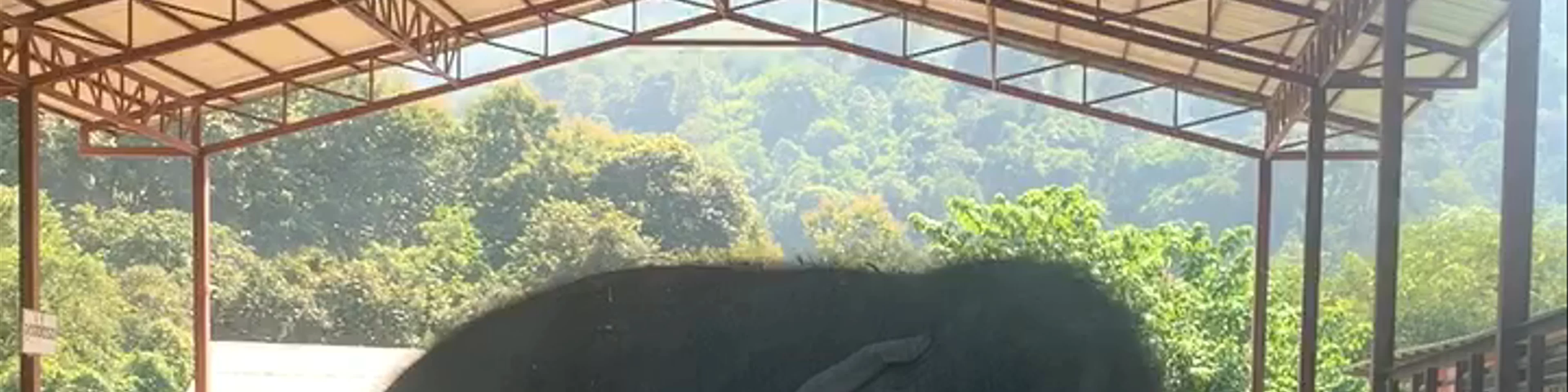 Maetaeng Elephant Park & Clinic