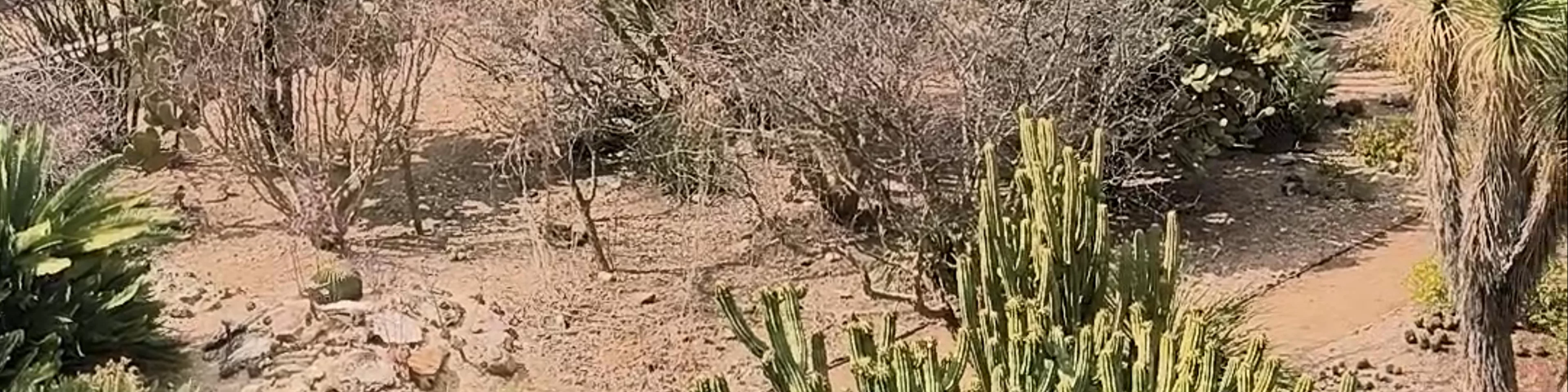 Jardín Etnobotánico de Oaxaca