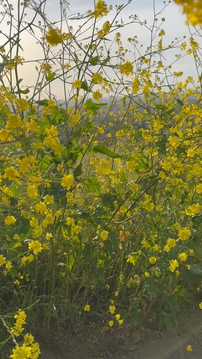 French Hill - SoCal  superbloom is so epic this year!  4/2023 - Hiking Near Me