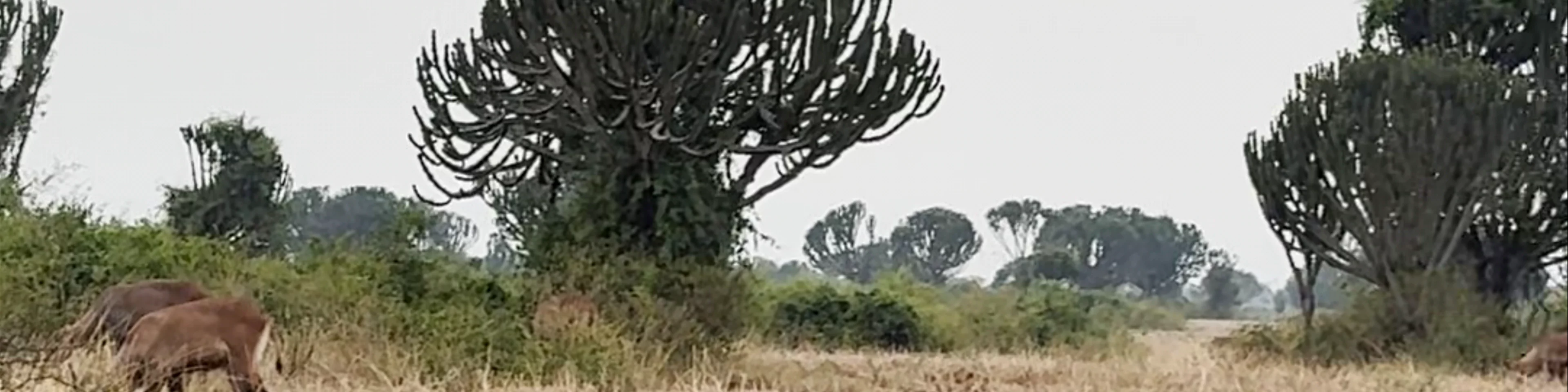 Queen Elizabeth National Park