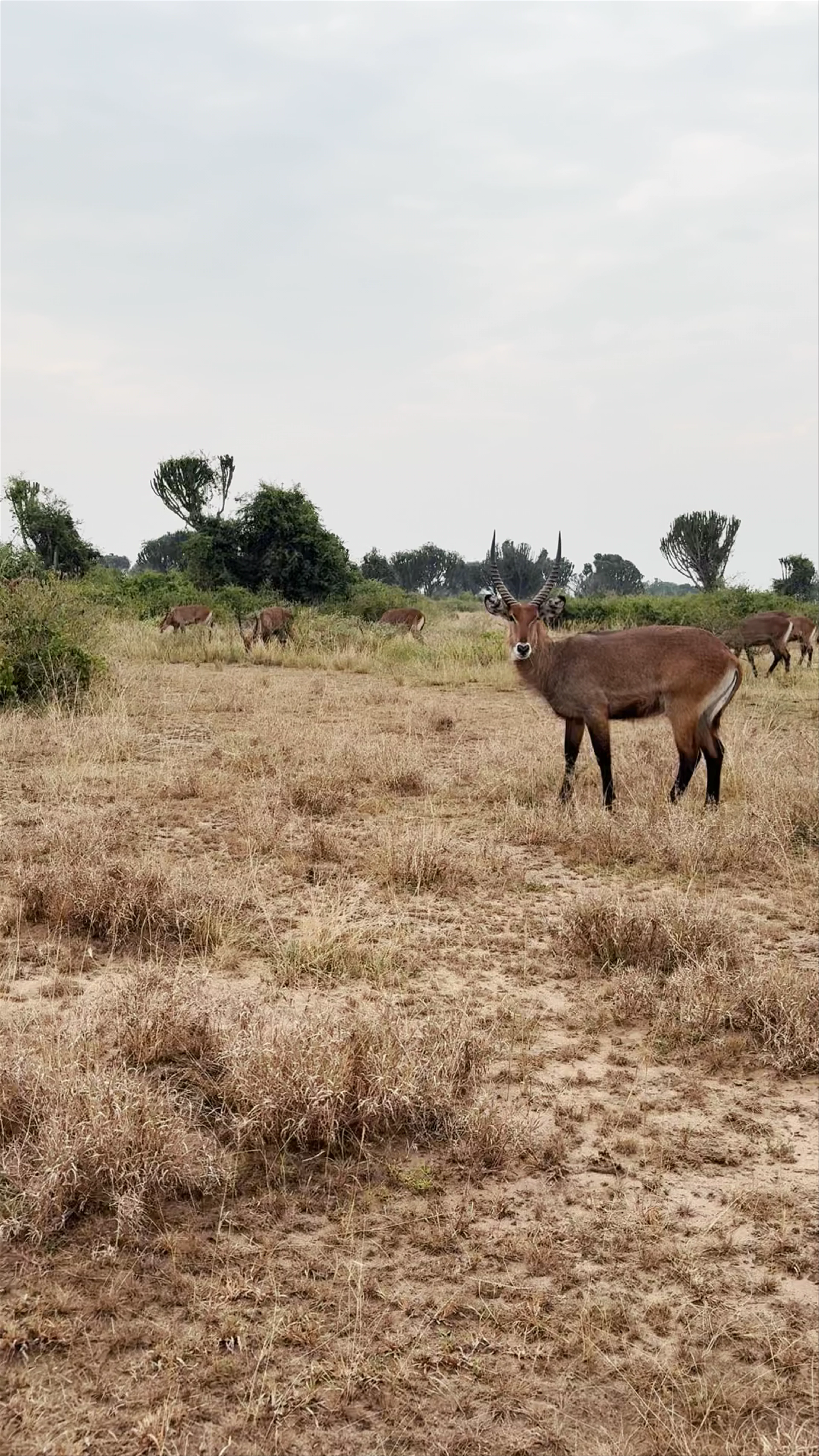 Queen Elizabeth National Park, Uganda
