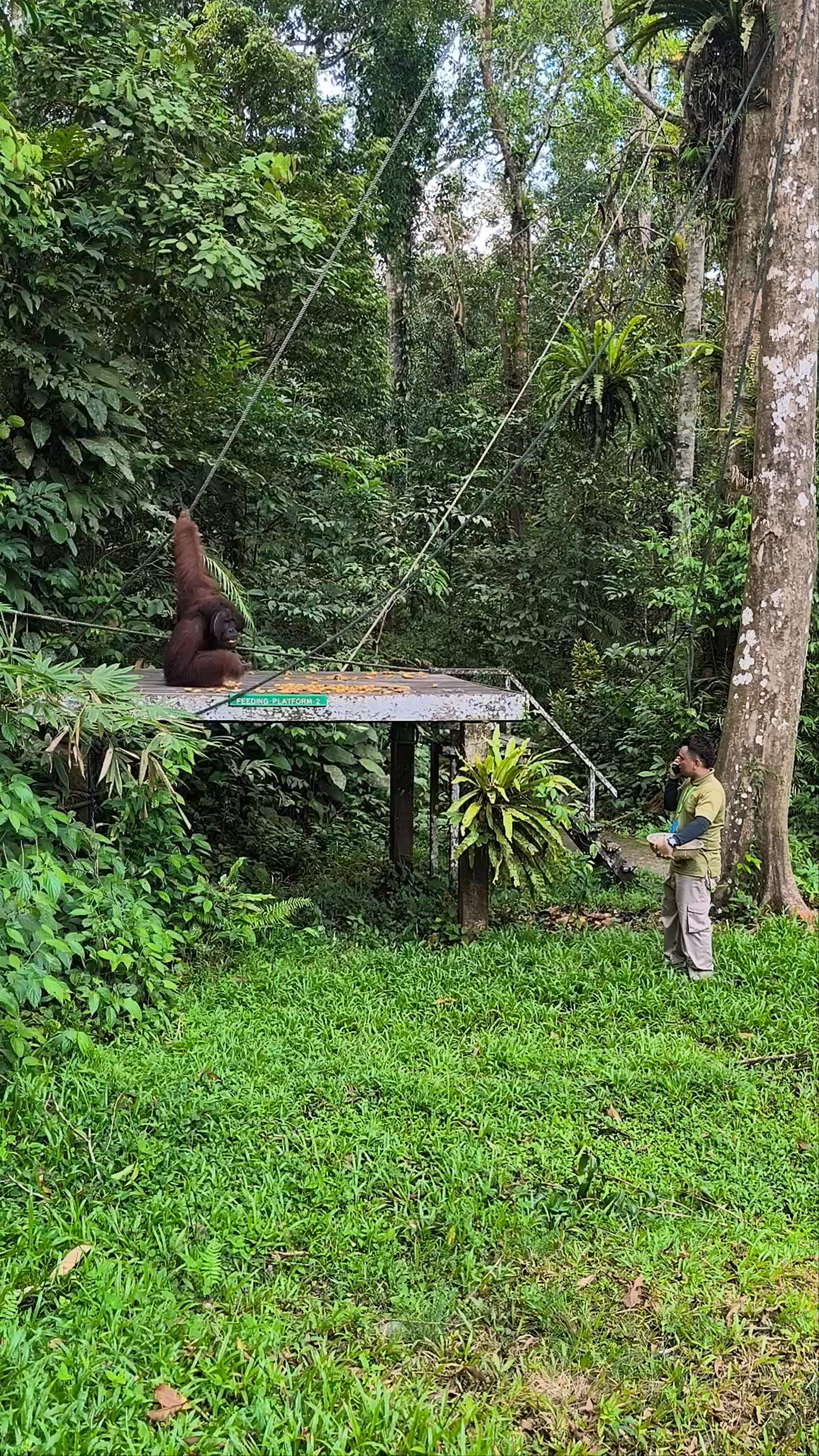 Wildlife Encounter at Semenggoh Nature Reserve: Feeding the Orangutan