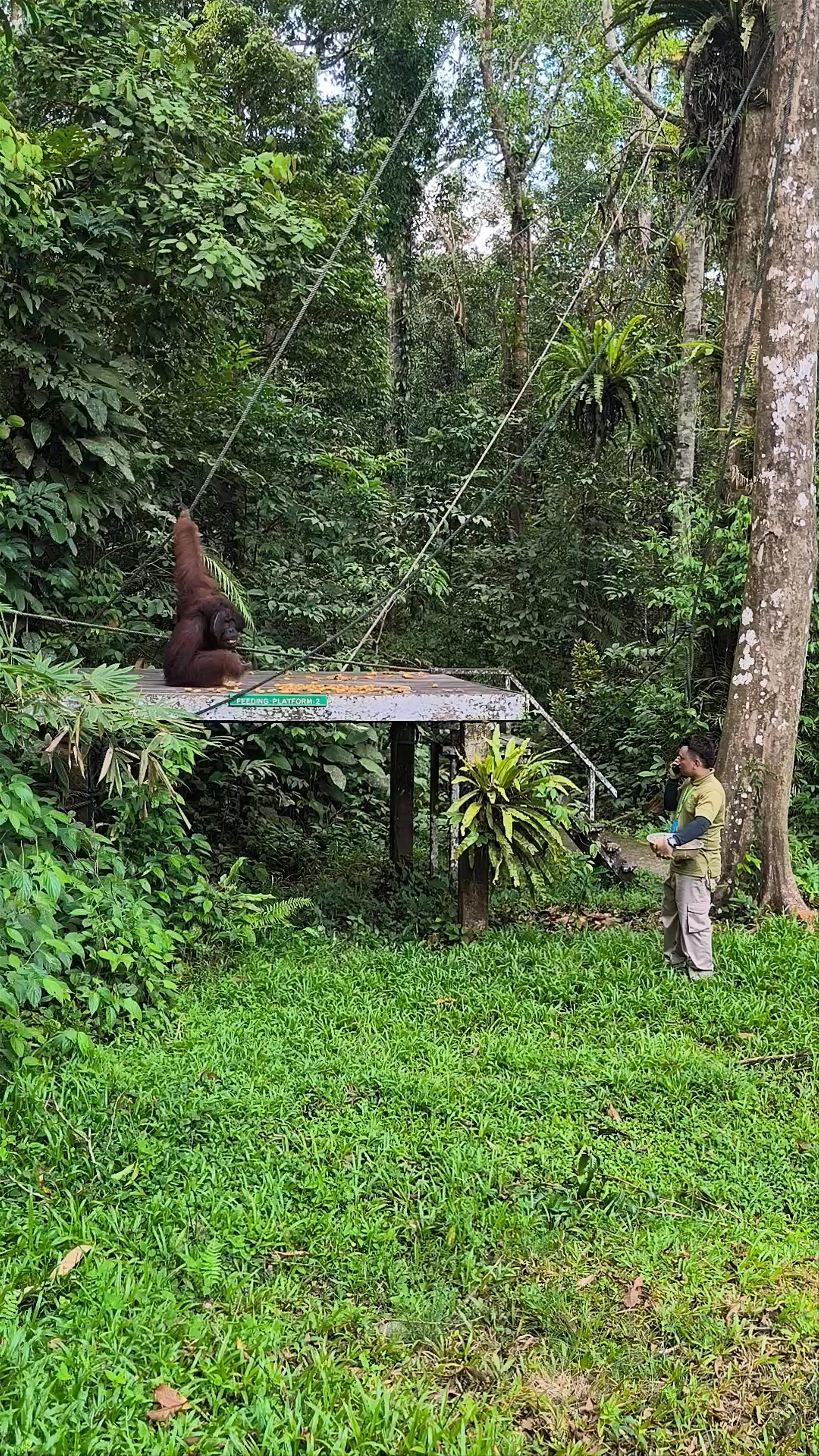 Semenggoh Nature Reserve