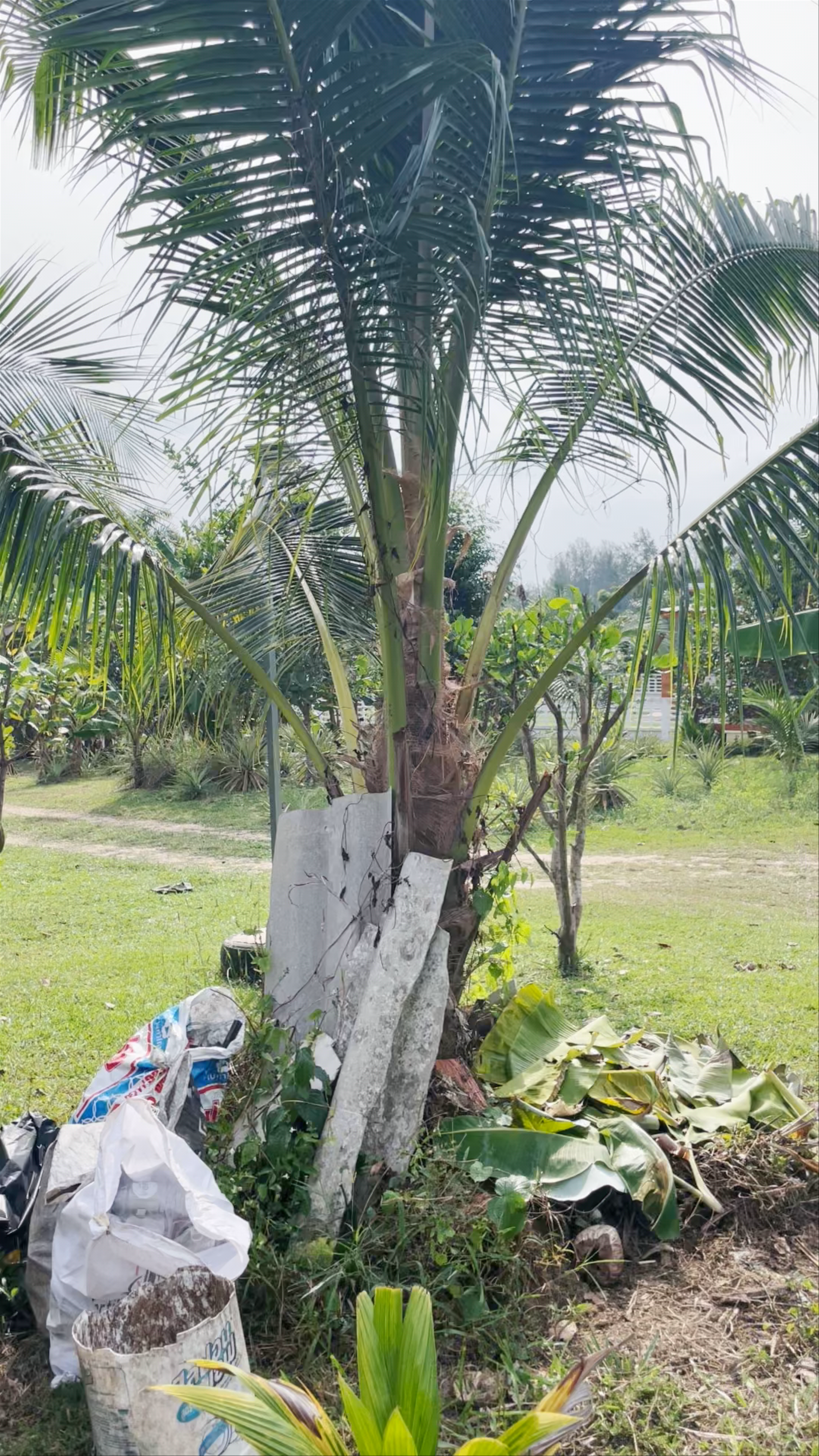 Peaceful Rural Life at RakSuan Homestay in Takua Pa District, Phang Nga, Thailand