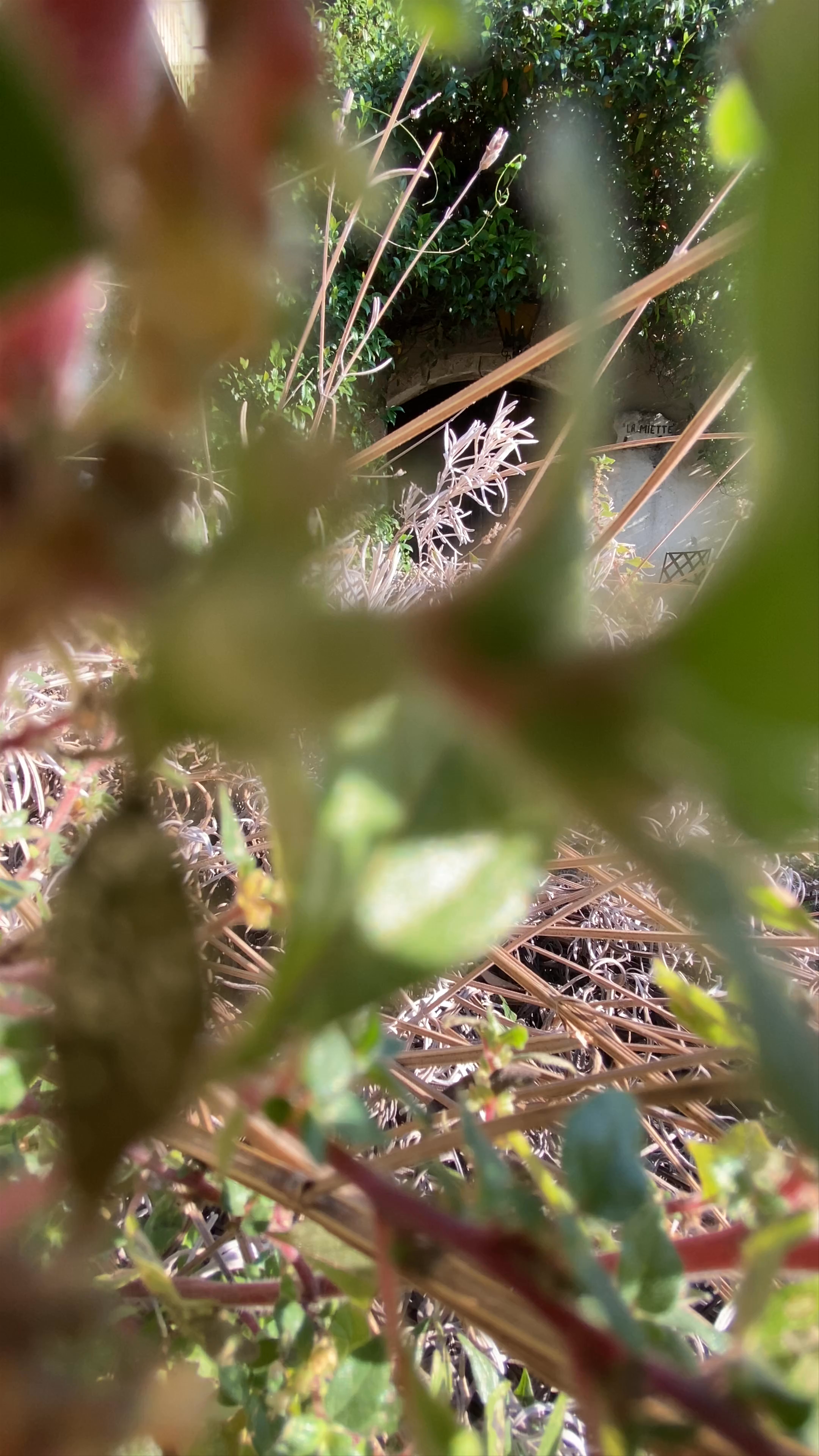 Enchanted Ivy-Covered Cottage in Saint Paul de Vence