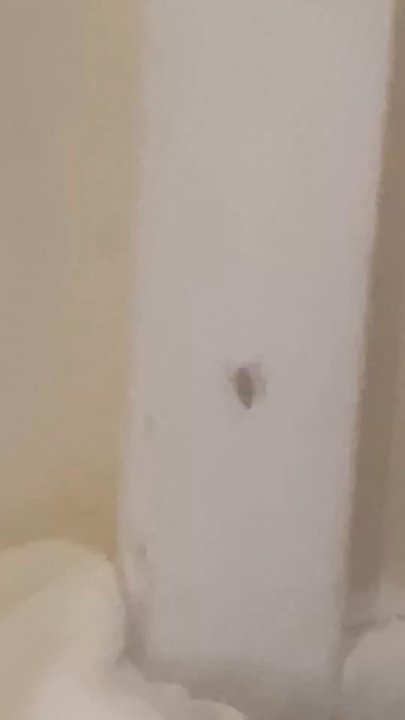 Newport Condominium Association - ROACHES coming out of the FLOORBOARDS & DRAINS & ELECTRICAL - Property Management Near Me - Chicago, Illinois