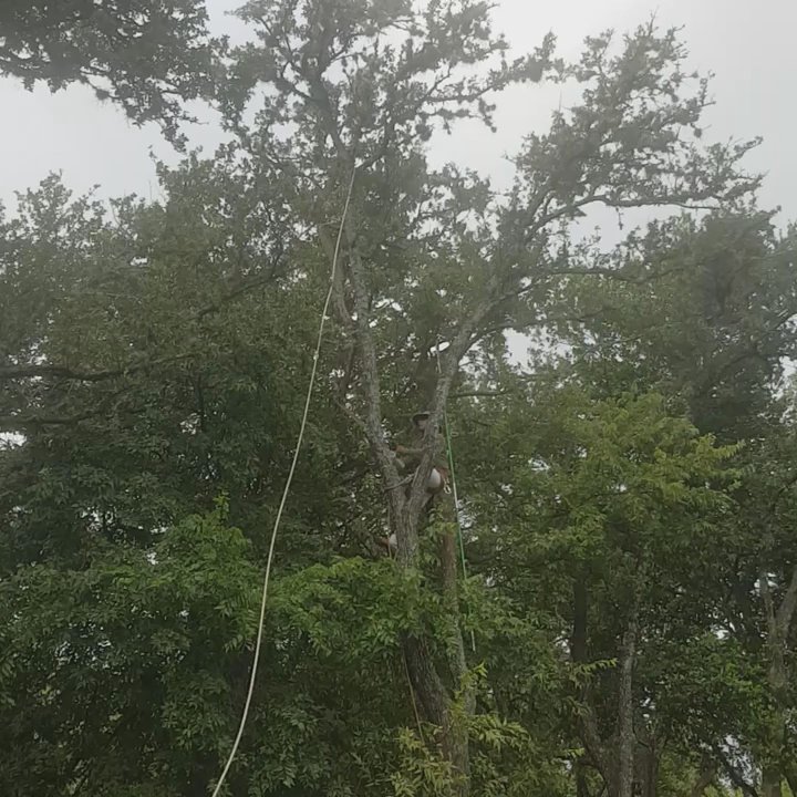 Clipper's Tree Service - trust us , we know are job. best prices ,with quality work.  We love what we do. - Tree Services Near Me - Austin, Texas