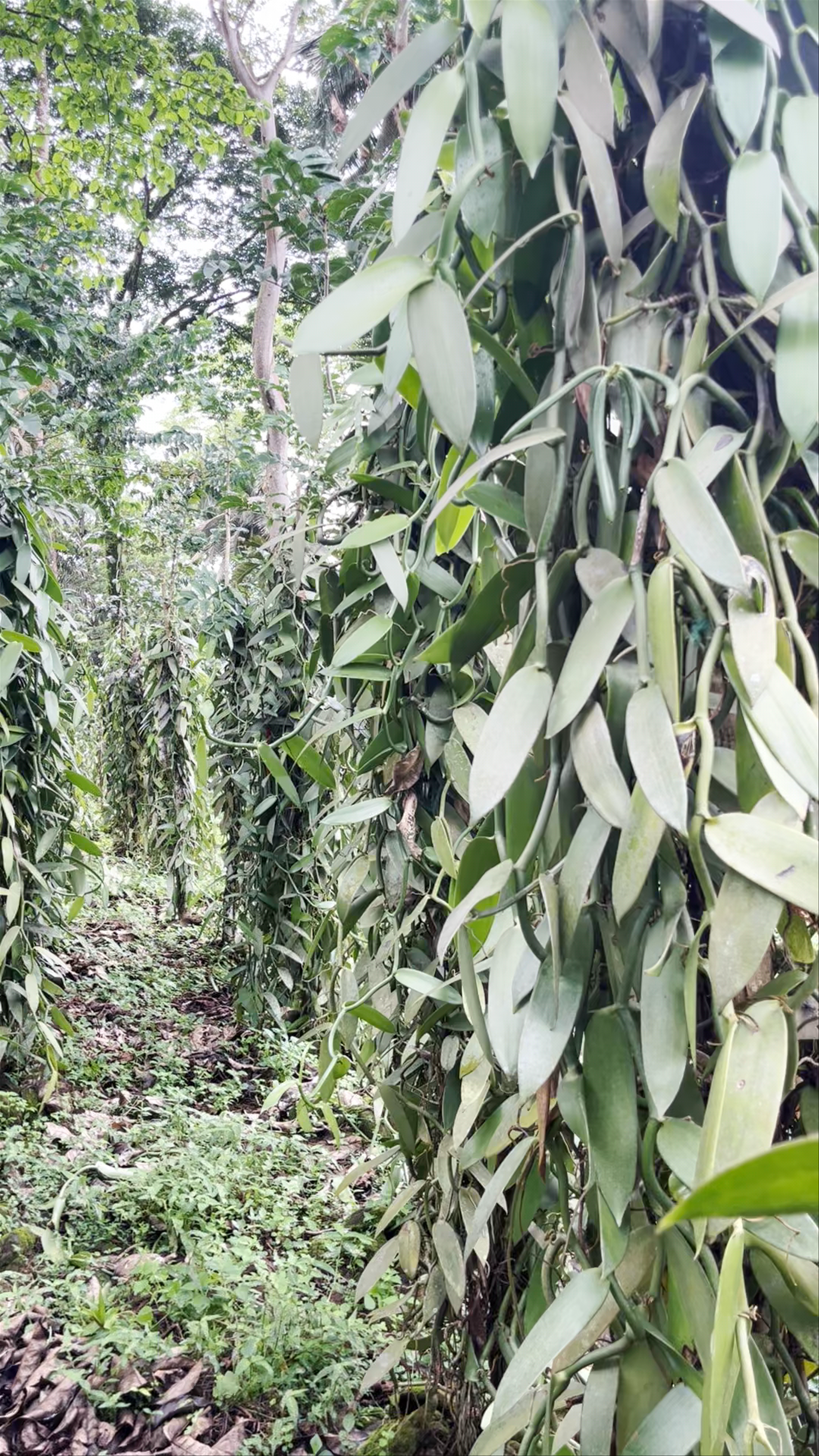 VANHA - Turismo Rural