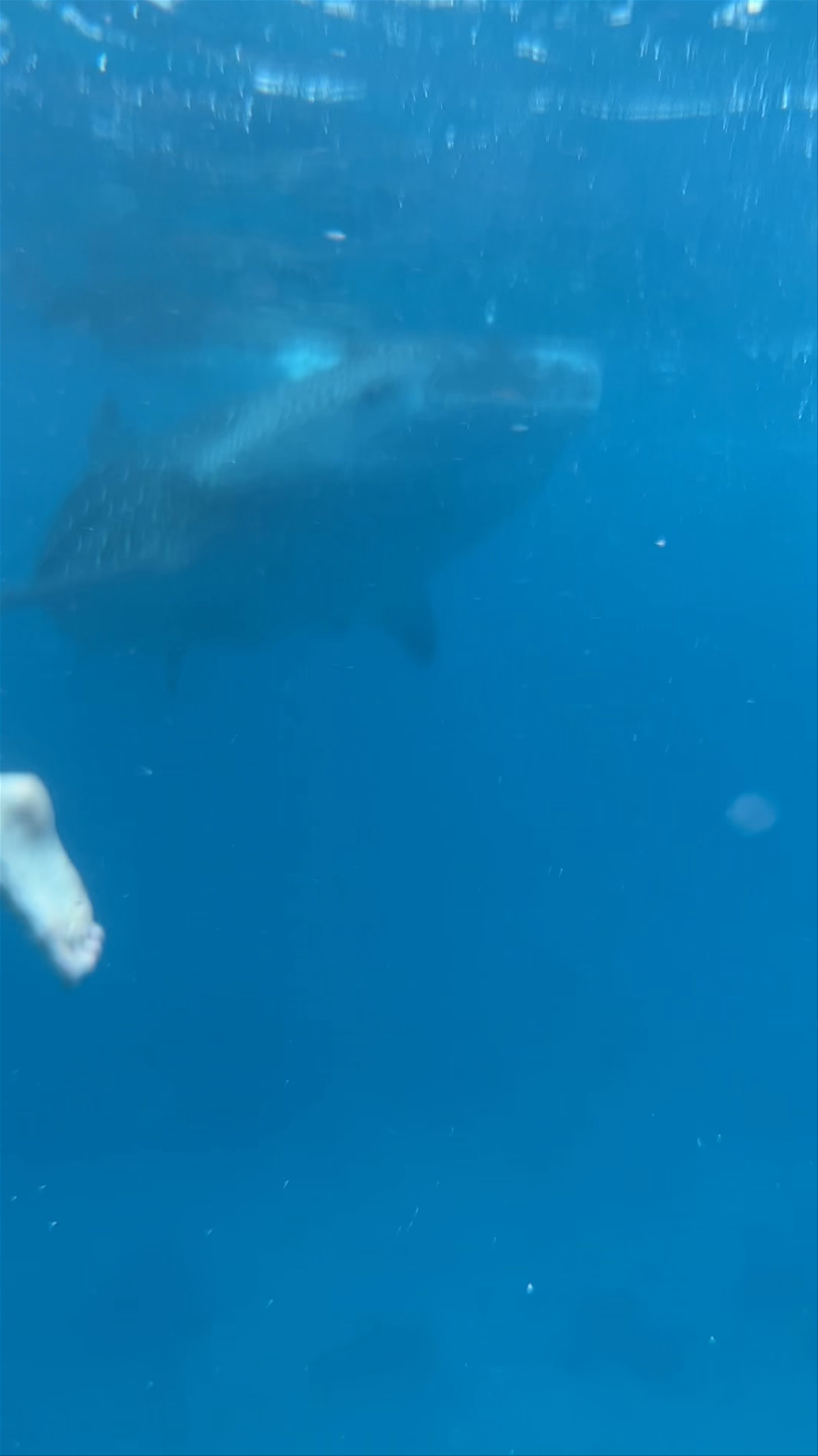 Oslob Whale Shark Watching Adventure in Cebu, Philippines