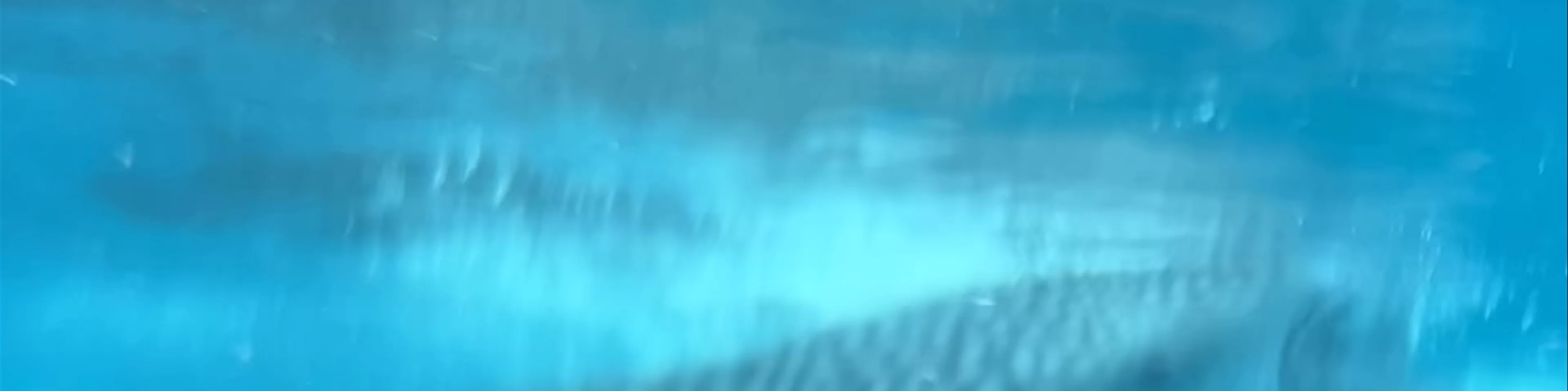 Oslob Whale Shark Watching