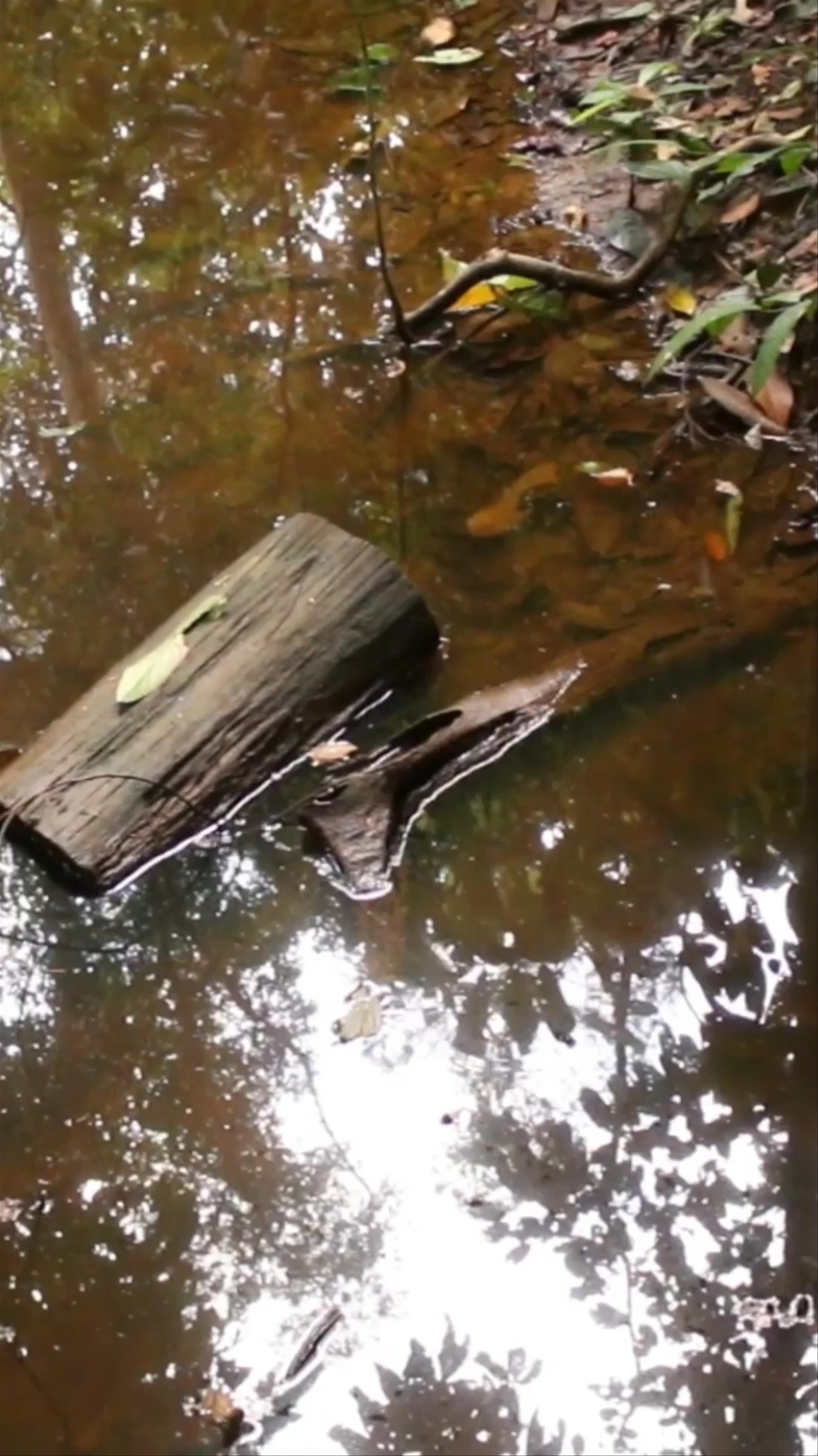 Kabili-Sepilok Forest Reserve