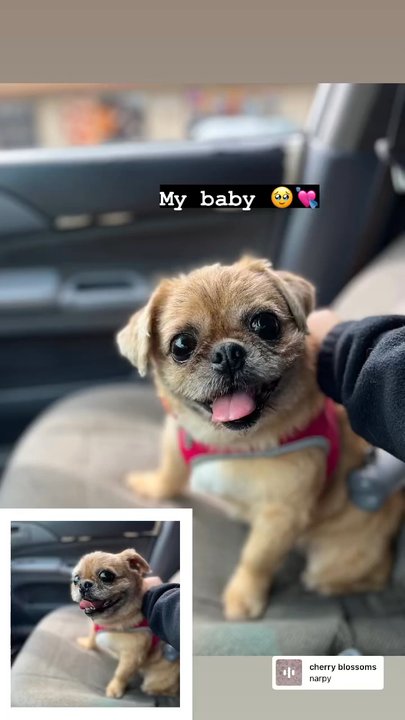 We Groom Pets - Trixie after her haircut - Pet Groomers Near Me - Downey, California