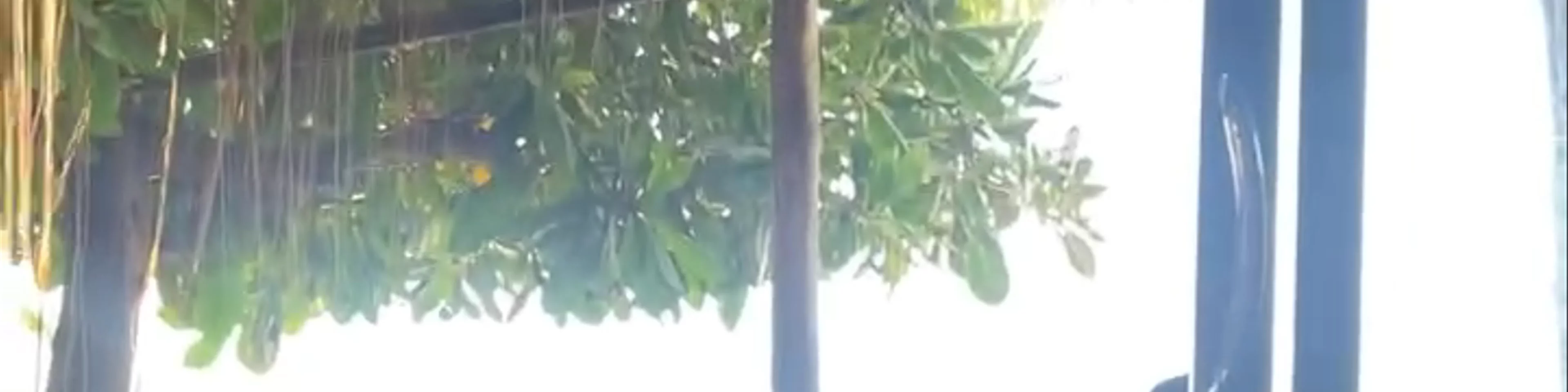 Coconut Monkey
