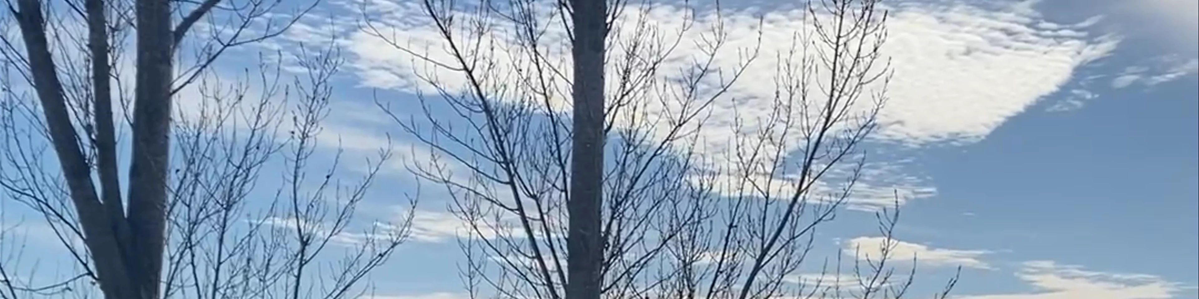 Marisma del Rocio