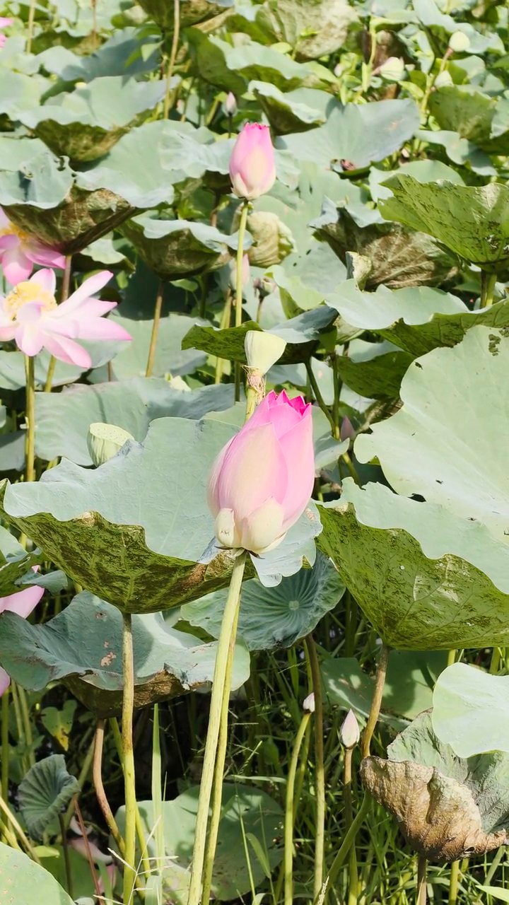 ずっと見ていられる
🎥 Phẩm Bùi · Pexels
#癒し #リラックス #自然 #relax #healing