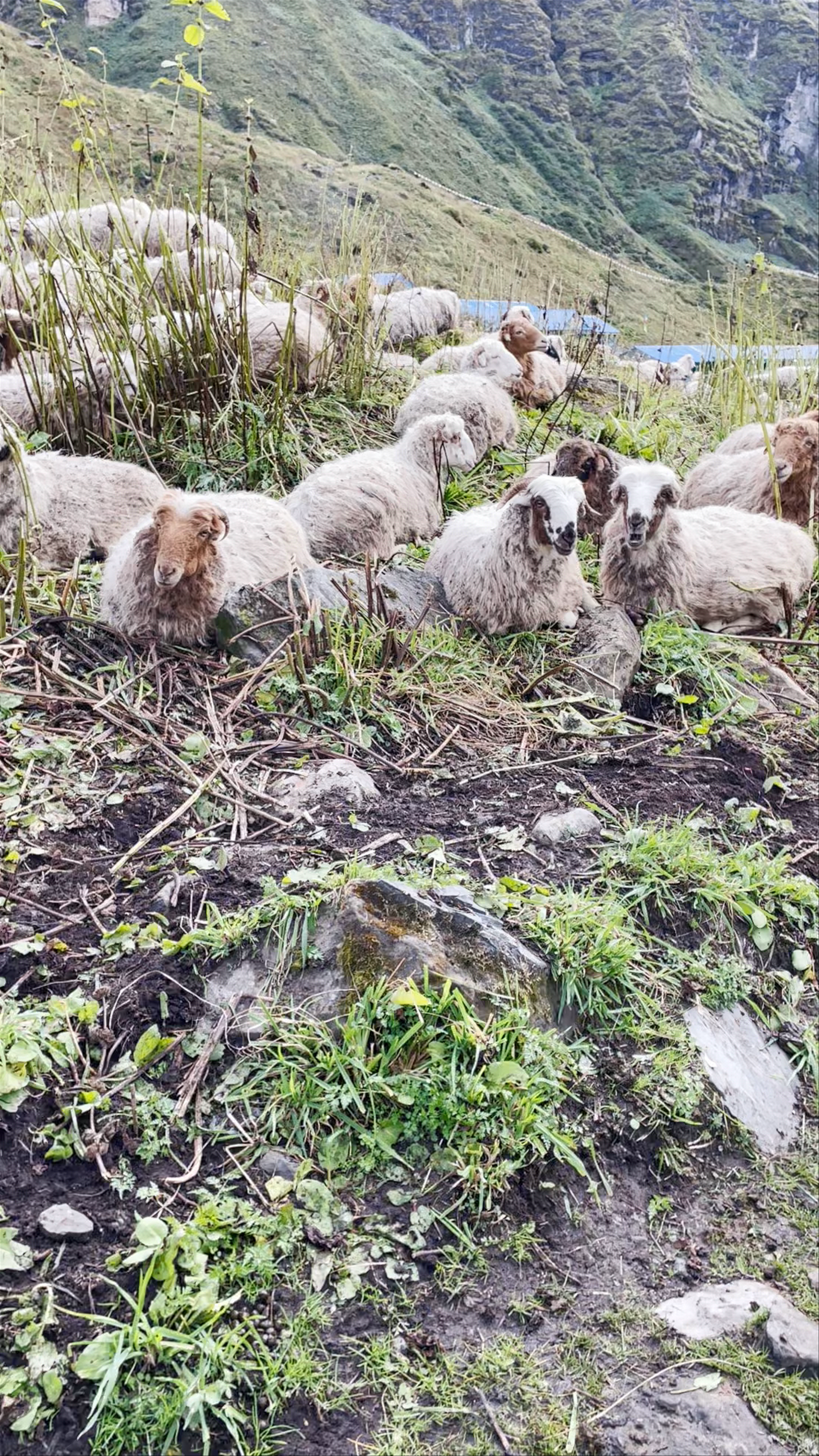 Annapurna Base Camp Trek