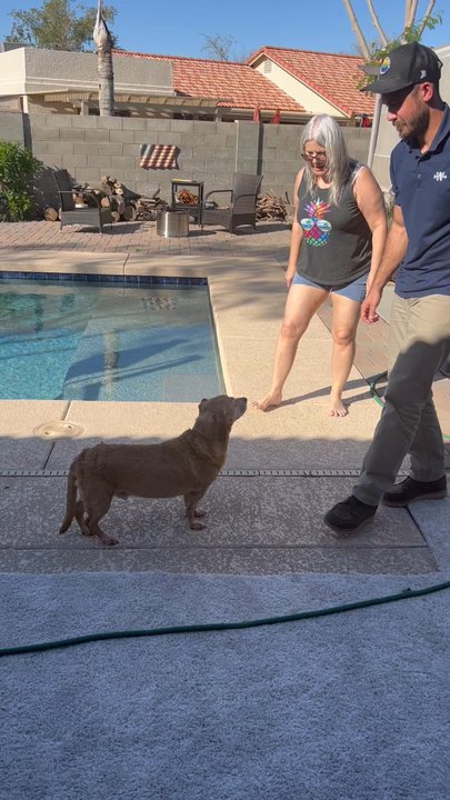 Veterinary Neurological Center - He has made a remarkable improvement just in 6 days of home therapy and treatment - Veterinarians Near Me - Phoenix, Arizona