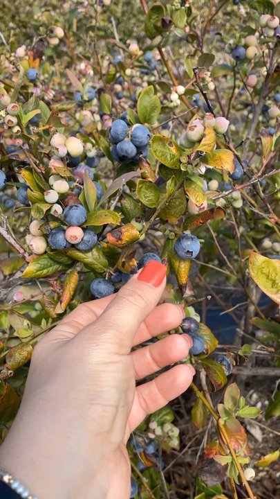 Gerry Ranch Weddings - Picking blueberries. - Venues & Event Spaces Near Me - Camarillo, California