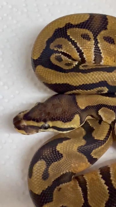 Slither Sity Pythons - Pet Breeders Near Me - San Leandro, California