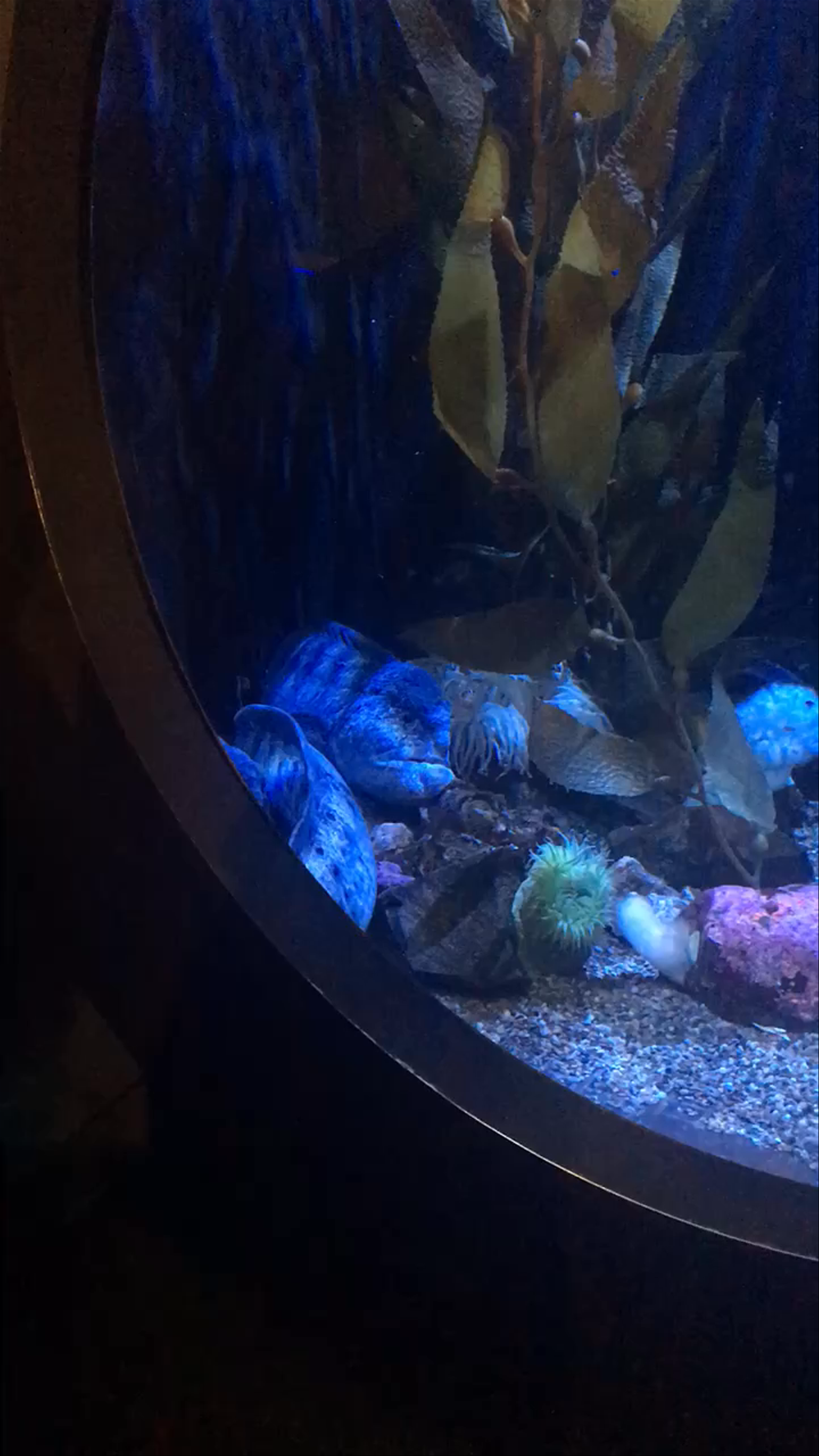Mystical Underwater World at Adventure Aquarium, Camden