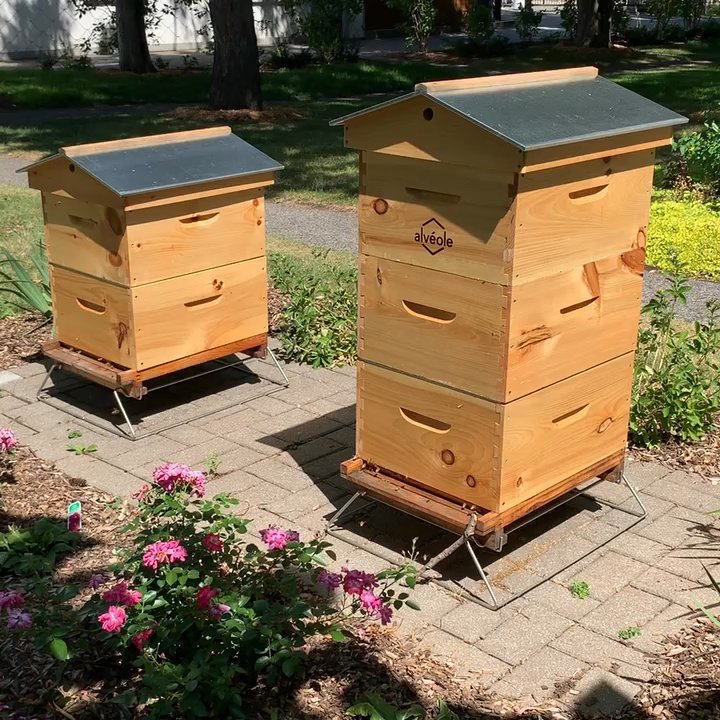 Monastère des Augustines - Bees - Museums Near Me - Quebec City, Quebec