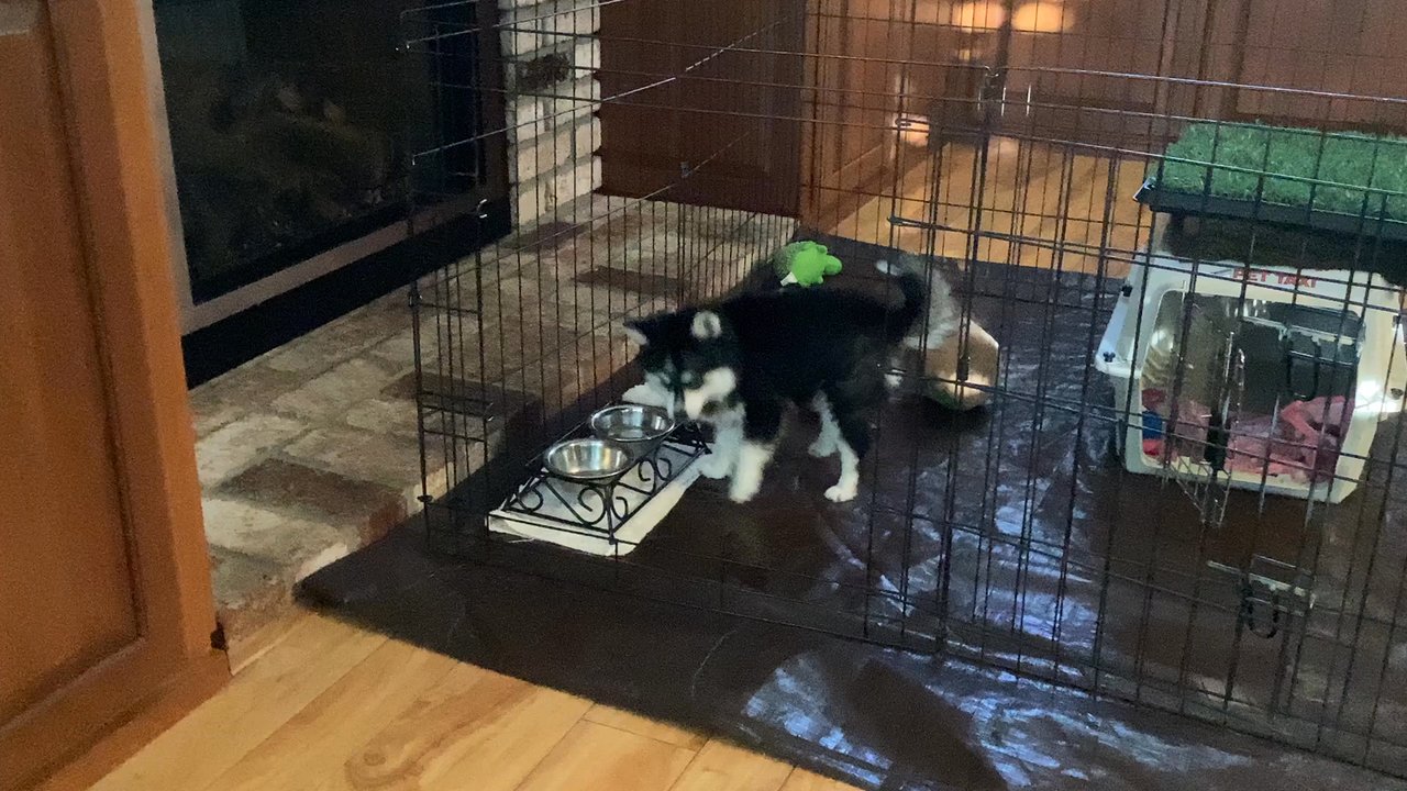 Maine Aim Ranch Dogs - Pet Adoption Near Me - Allerton, Iowa
