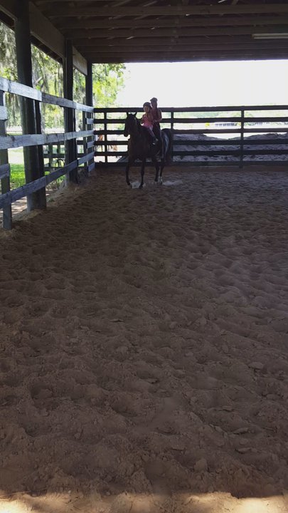 Avalon Stables - Covered ring trot - Summer Camps Near Me - Lutz, Florida