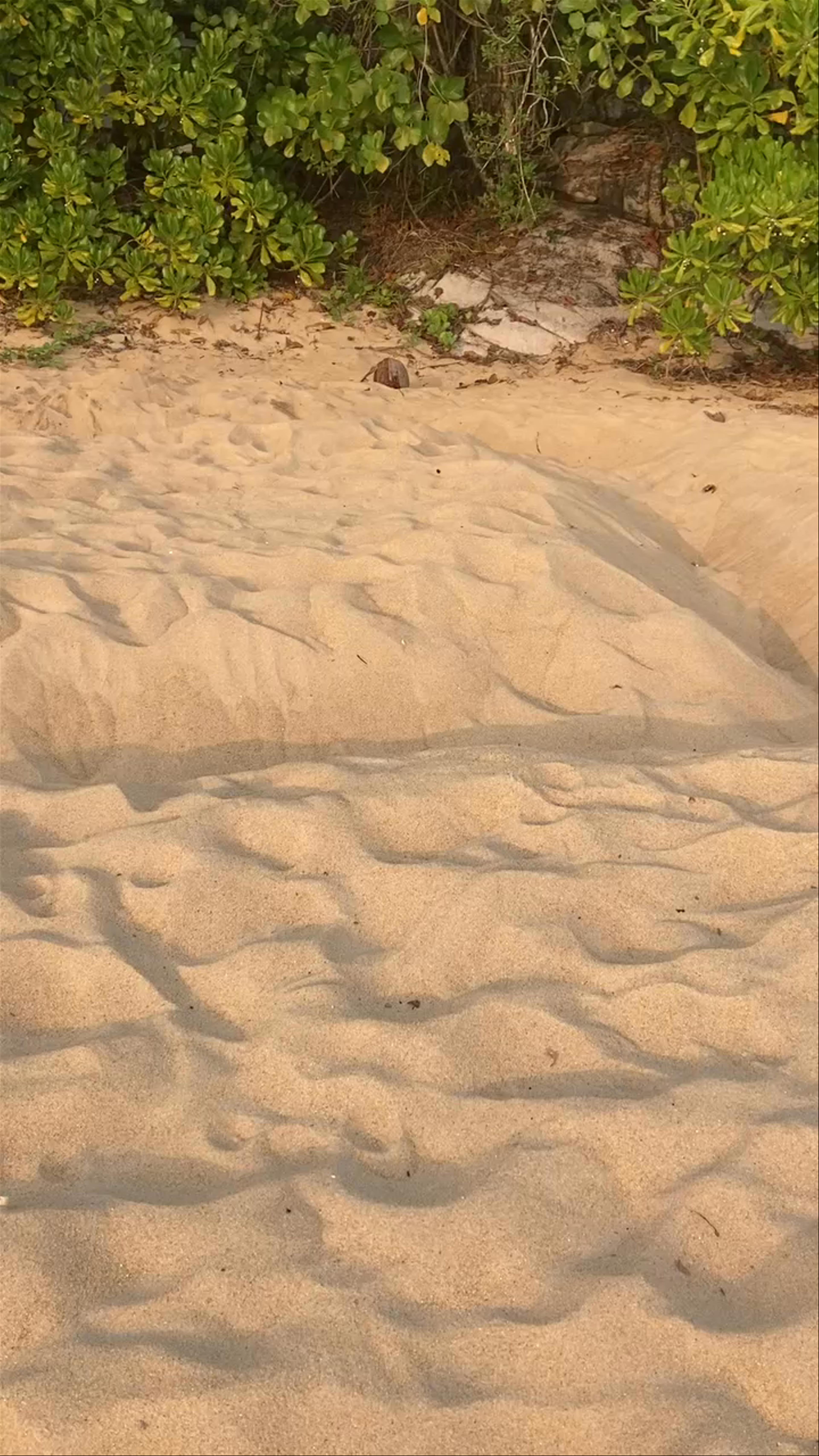 Juara Turtle Project