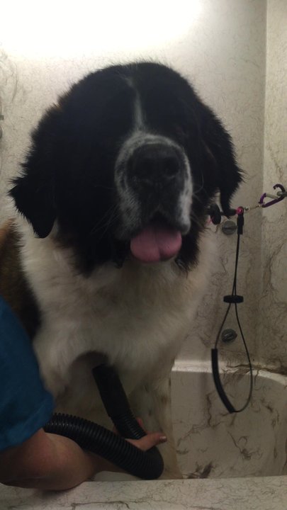 Wiggle Butts - ! - Pet Groomers Near Me - Naperville, Illinois
