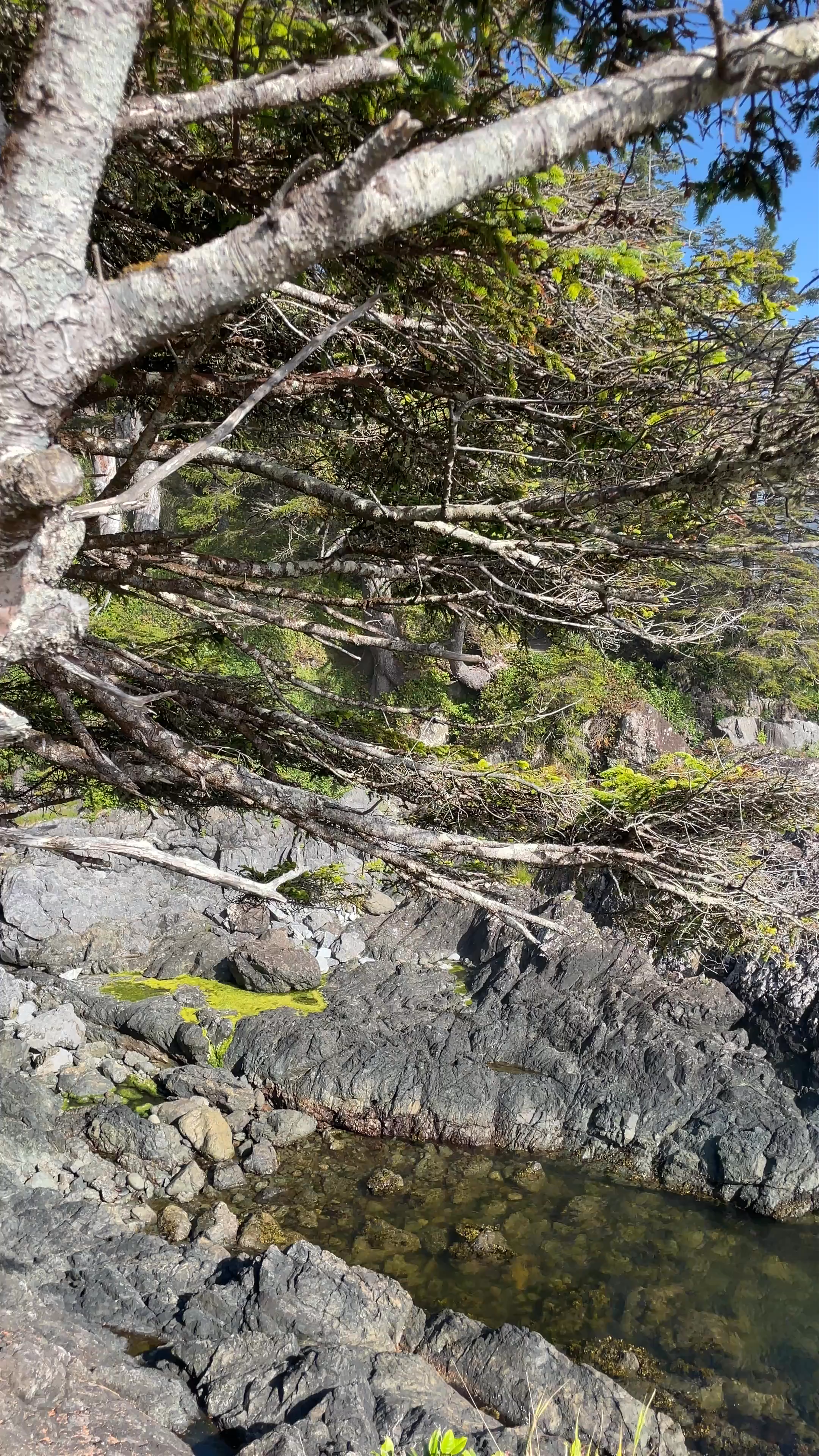 Ucluelet Lighthouse Loop