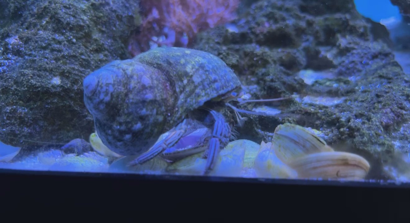 Aquatic Cove - Aquarium Services Near Me - Madison, Alabama