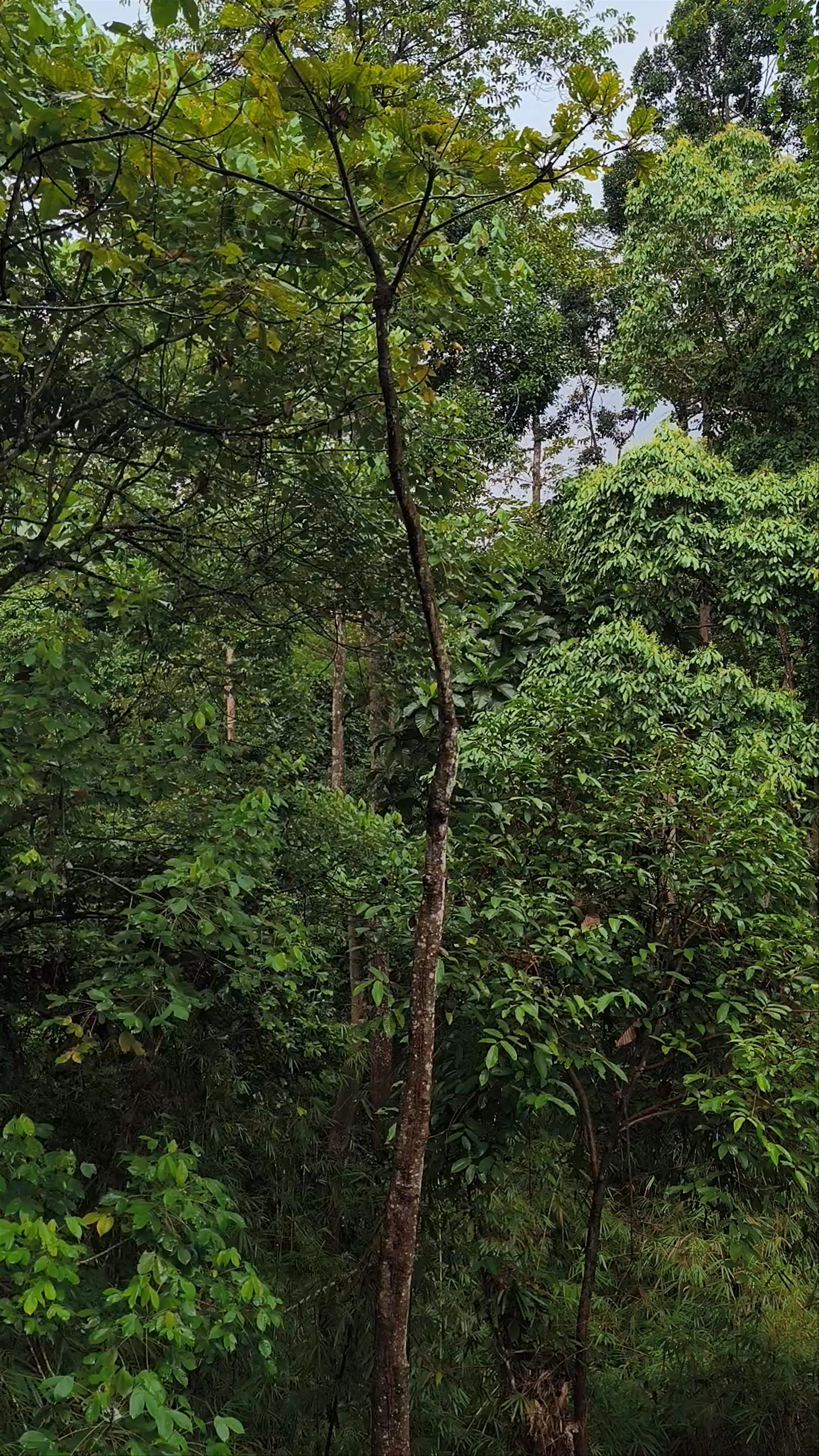 Rainforest Discovery Centre: Immersive Canopy Walk in Sepilok, Sabah