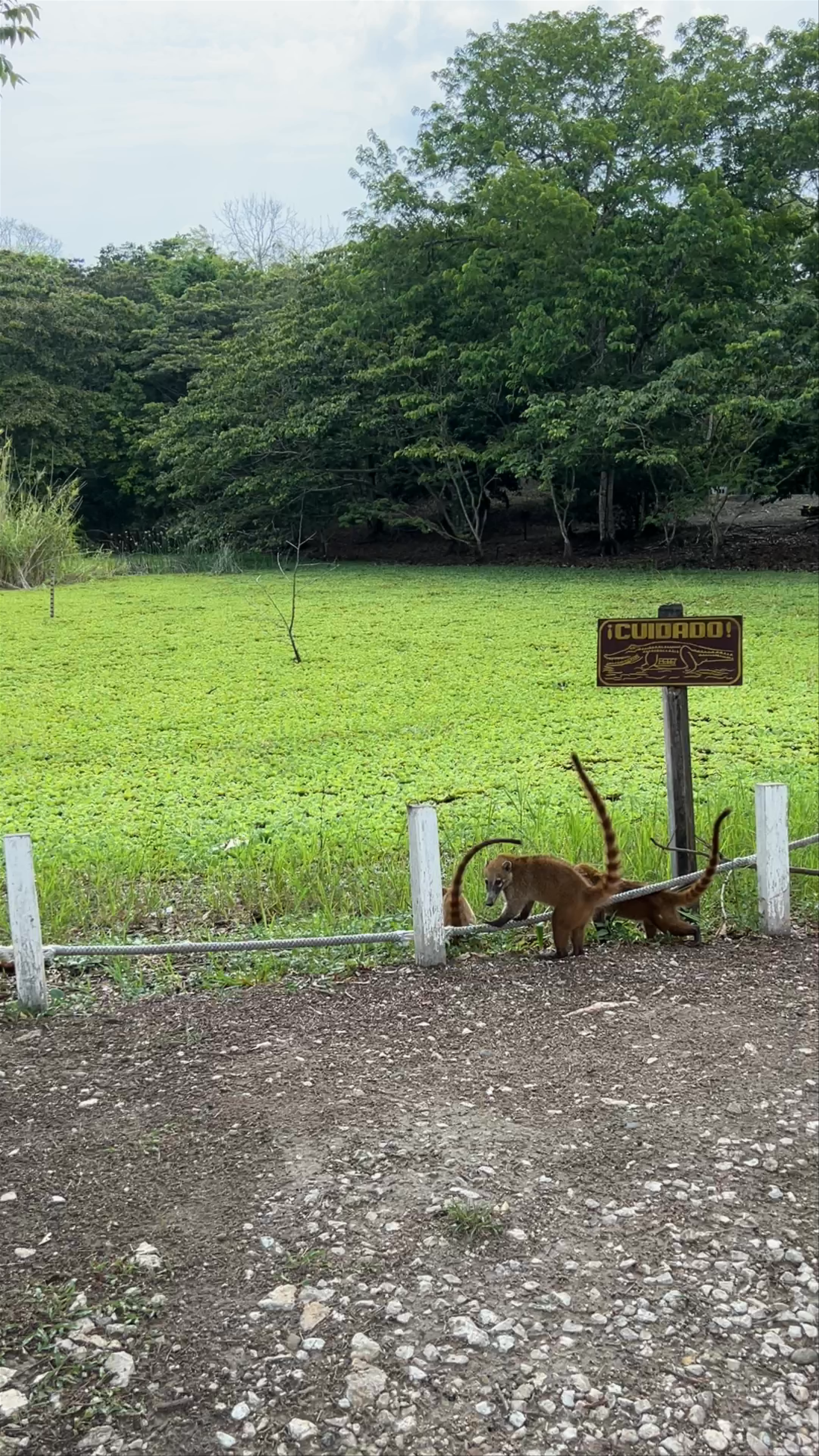 Playful Coatis Near a Crocodile Warning Sign in Tikal National Park