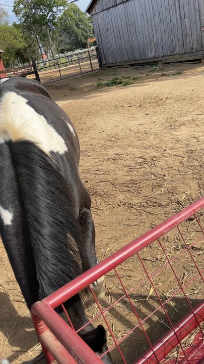 Braehead Farm - Horses - Farmers Market Near Me - Fredericksburg, Virginia