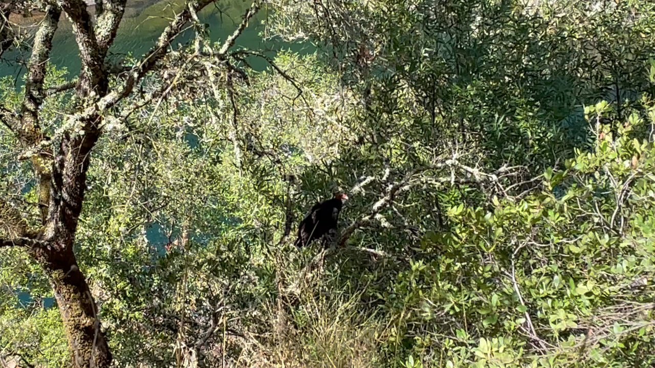 Clark's Hole - A land turkey vulture by Clark's Hole - Swimming Pools Near Me - Auburn, California