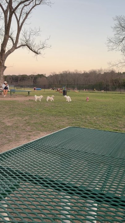 Bark Park - toby lives his friends at the park - Dog Parks Near Me - Georgetown, Texas