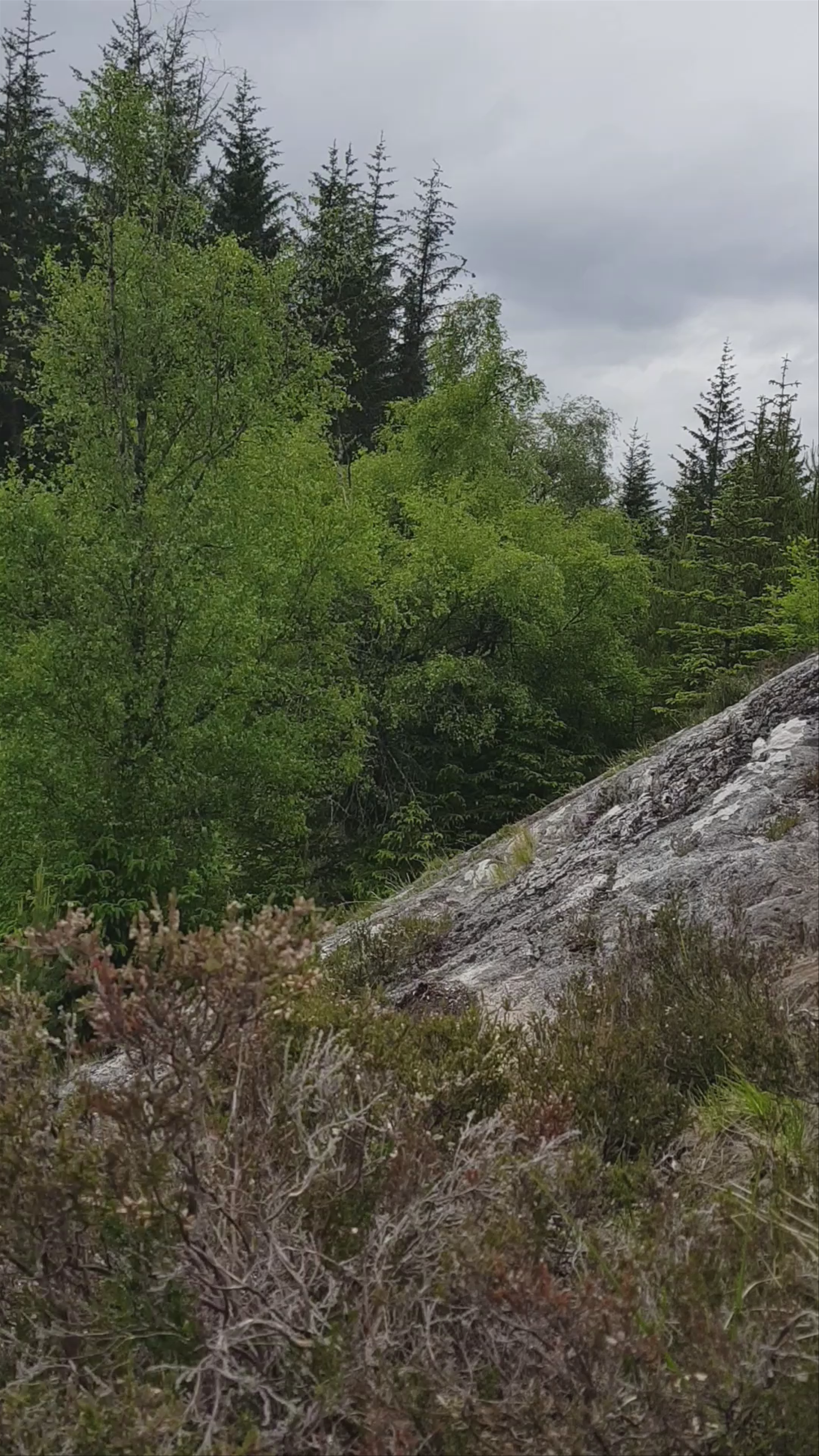 Laggan Wolftrax Mountain Biking Trail Centre