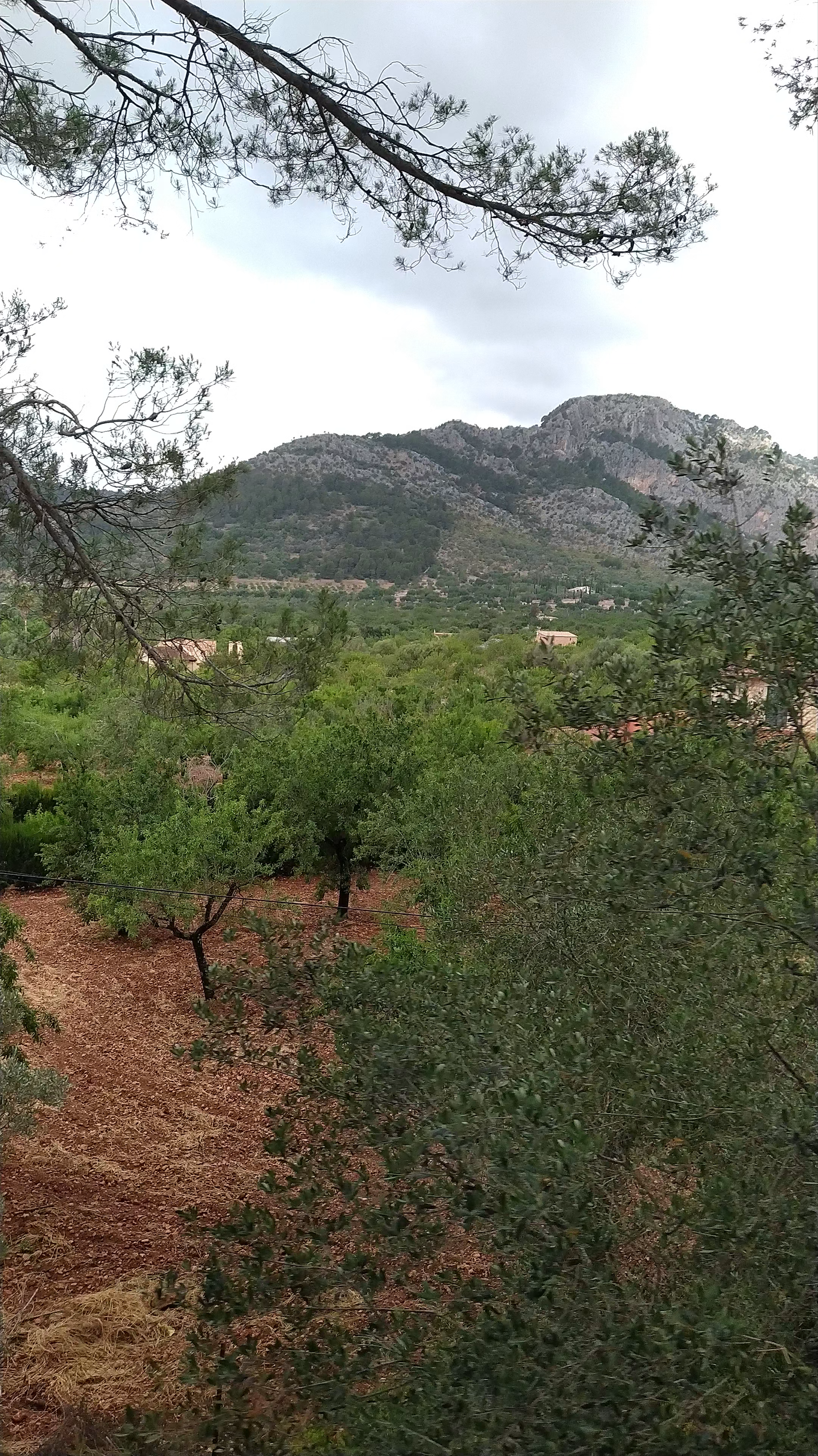 Tren Sóller