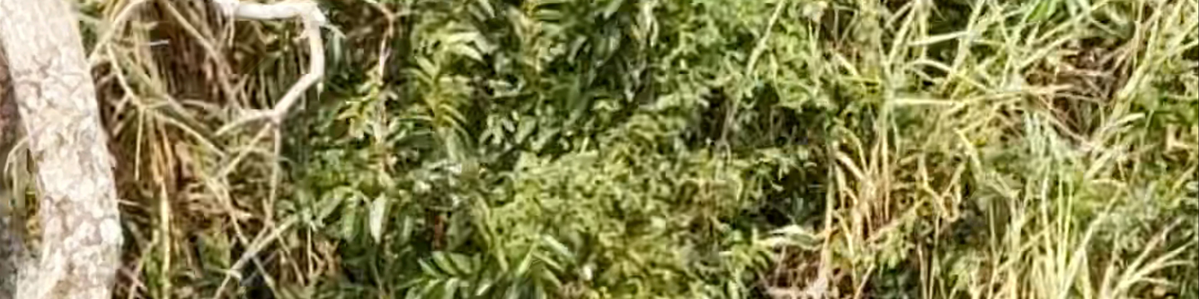 Kumarakom Bird Sanctuary
