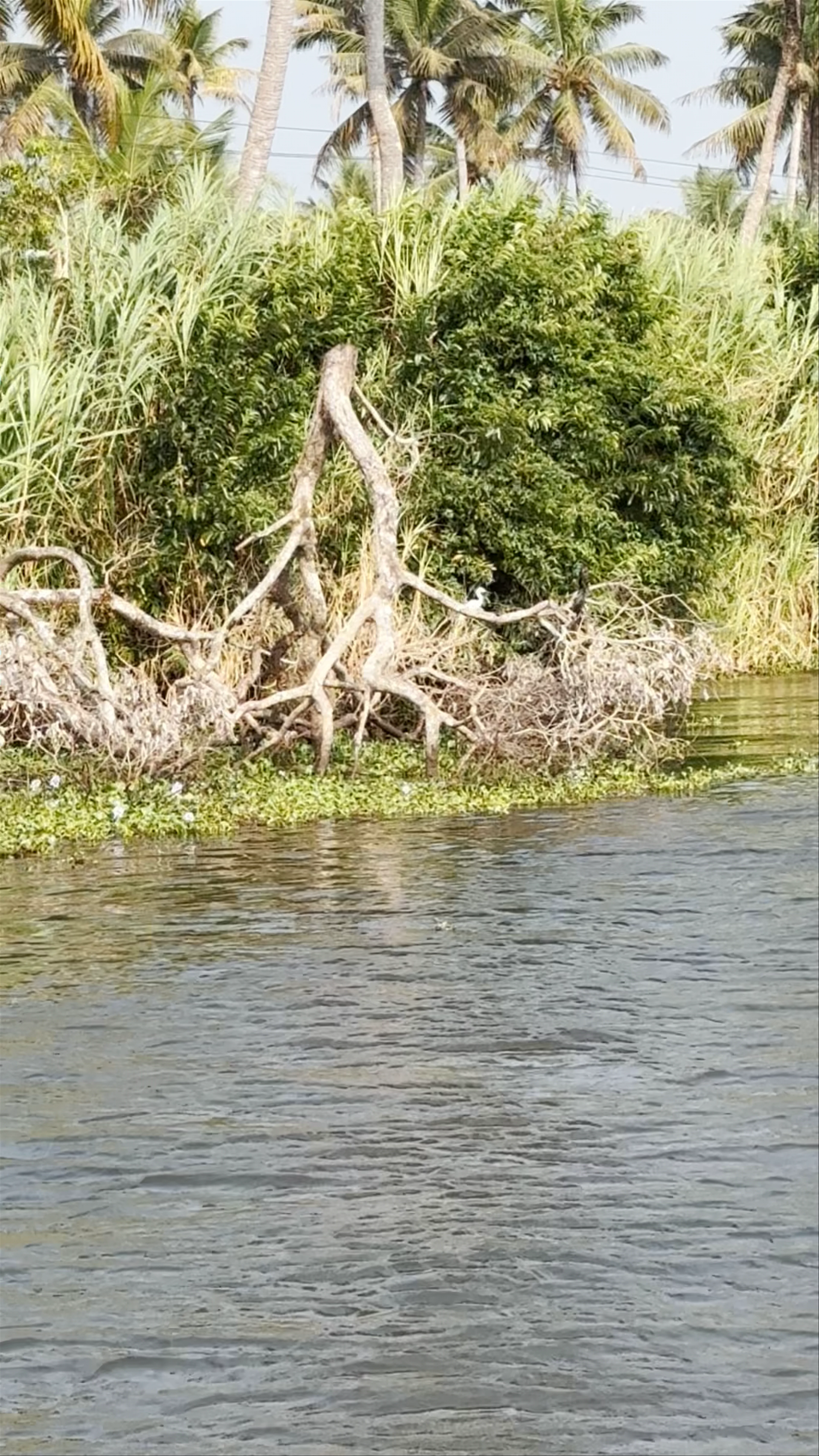 Kumarakom Bird Sanctuary