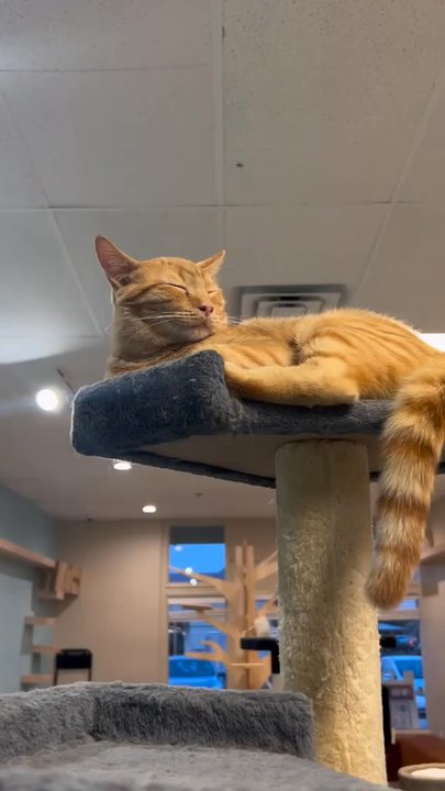 Kitty Pause Kitty Cafe   - Pet Adoption Near Me - Mesa, Arizona