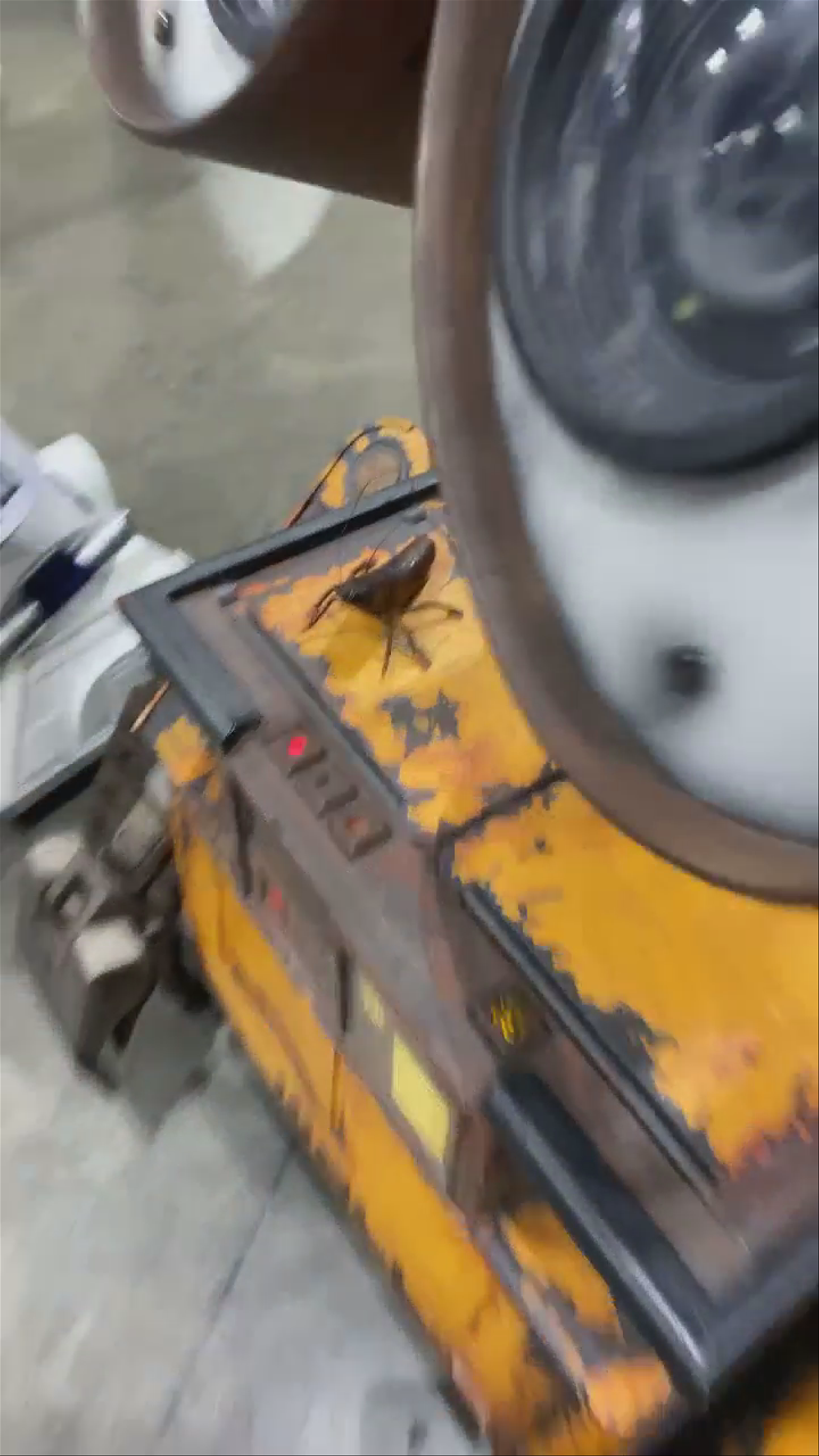 Wally e with roach