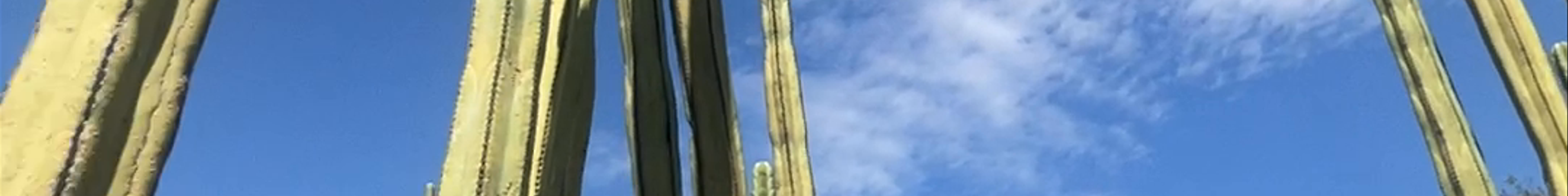 Tours & experiences in México