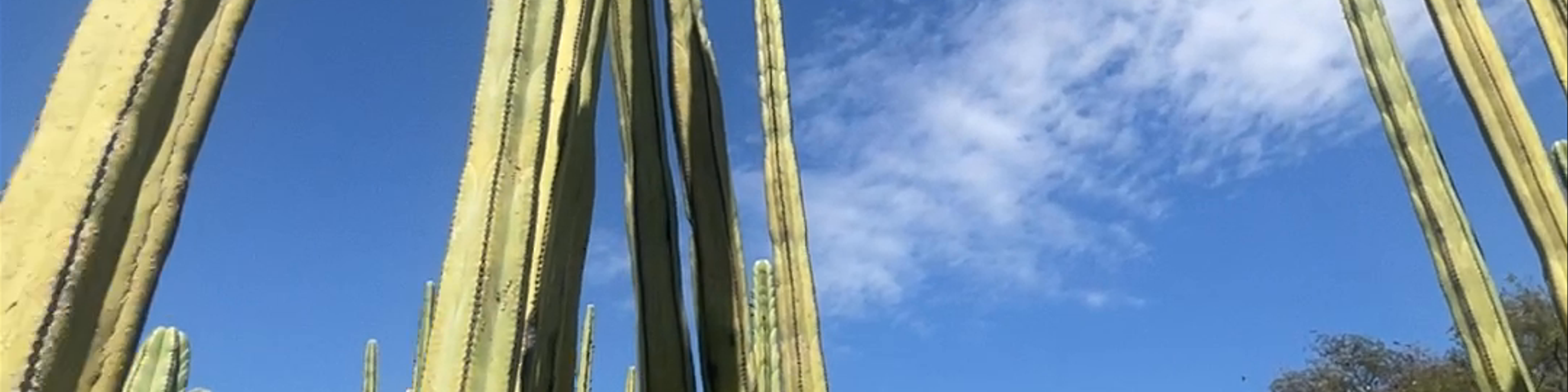 México